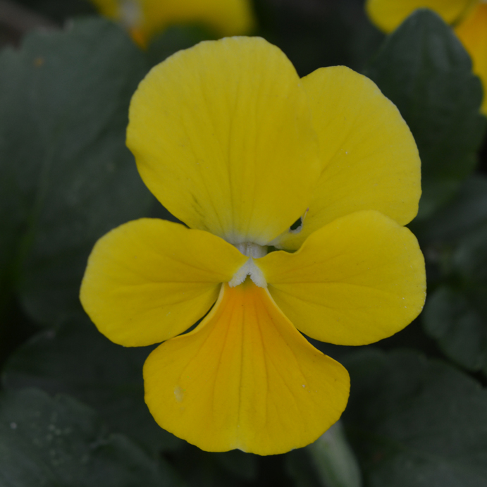 Victorian Viola Sunny Jim